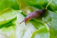 Man who ate a slug on a dare has died