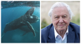 David Attenborough’s new nature documentary series on Netflix looks spectacular