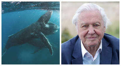 David Attenborough’s new nature documentary series on Netflix looks spectacular
