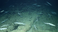 WATCH: A rare shark nursery has been found off the coast of Ireland