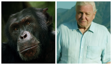 David the chimp from Attenborough’s Dynasties documentary was found beaten to death