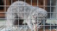 ISPCA calls for ban on fur farming in Ireland
