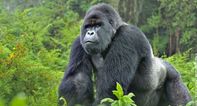 Great news for mountain gorillas as they’re no longer critically endangered