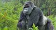 Great news for mountain gorillas as they’re no longer critically endangered
