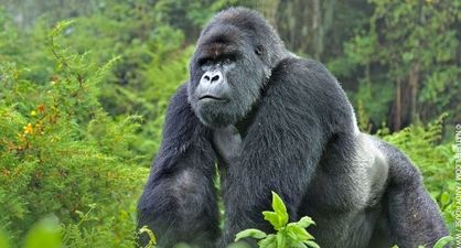 Great news for mountain gorillas as they’re no longer critically endangered