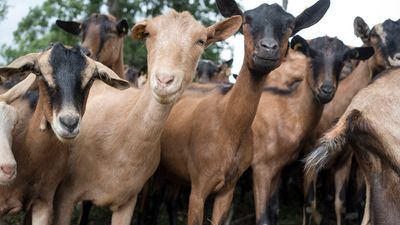 Irish brand of goat’s milk recalled over E. coli fears
