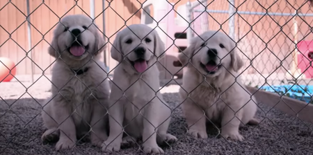 Netflix’s wonderful documentary about dogs is lifting spirits and leaving people very emotional