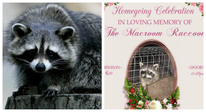 Cork nightclub is hosting a memorial for a racoon that terrorised the local neighbourhood