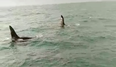 Two killer whales were spotted off the coast of Dublin this weekend