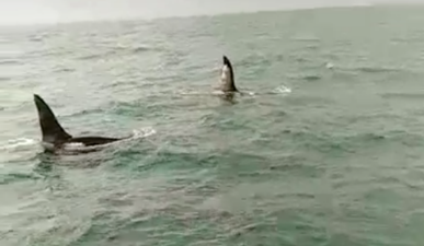 Two killer whales were spotted off the coast of Dublin this weekend