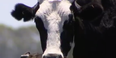WATCH: There’s a cow that’s as tall as Niall Quinn and it’s an absolute monster
