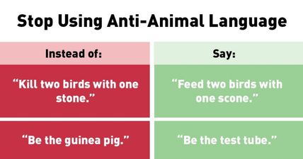 PETA want people to change the way they use everyday phrases to stop “speciesism”