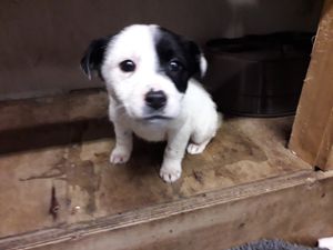Puppies found by ISPCA amongst discarded rubbish saved “just in time”