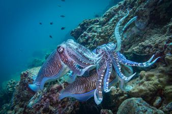 Apple is facing backlash over its squid emoji