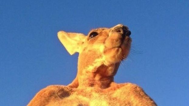 ripped kangaroo