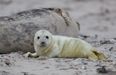 Six baby seals found decapitated on New Zealand beach
