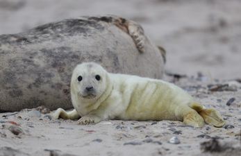 Six baby seals found decapitated on New Zealand beach