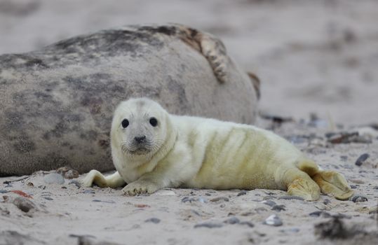 Baby Seal