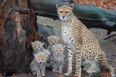 PICS: Fota Wildlife Park in Cork announces the birth of four Northern cheetah cubs