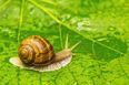 World’s loneliest snail, Lonely George, has died — leaving his species extinct
