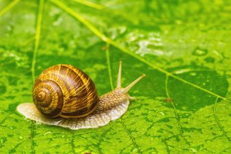 World’s loneliest snail, Lonely George, has died — leaving his species extinct