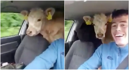 WATCH: This Kerry farmer wasn’t going to let a lack of trailer stop him moving cattle