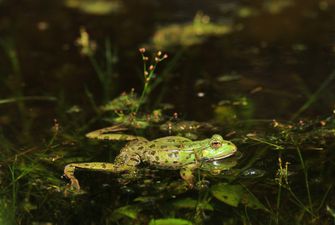 World’s “loneliest frog” finally gets a date after ten years of searching