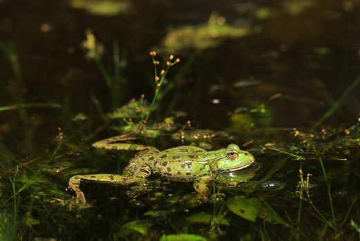 world's loneliest frog
