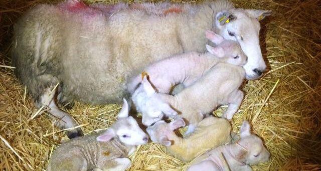 Mayo five lambs