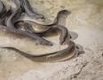 Thames eels made ‘hyperactive’ by high cocaine levels