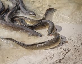 Thames eels made ‘hyperactive’ by high cocaine levels