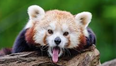 Police appeal for help after a red panda goes missing from Belfast Zoo