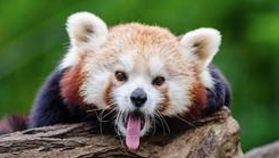 Police appeal for help after a red panda goes missing from Belfast Zoo