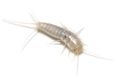There’s been a large increase in silverfish infestations in Irish homes