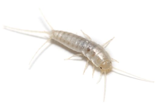 silverfish Ireland