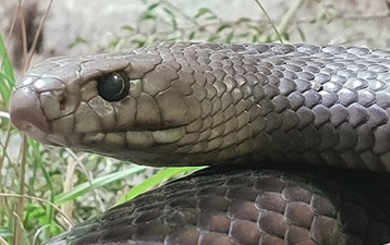 Zoo is looking to name a snake after your ex this Valentine’s Day