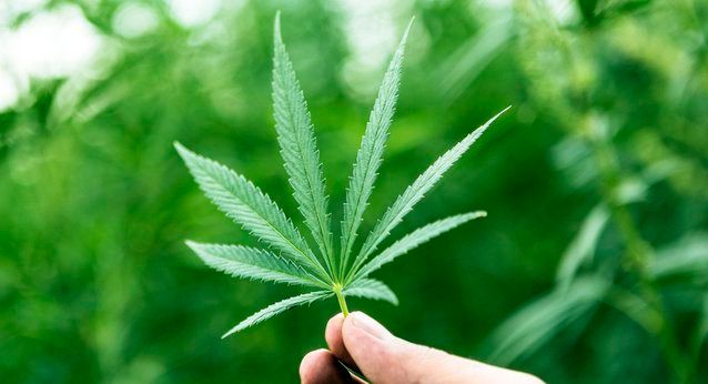 Marijuana sperm fertility