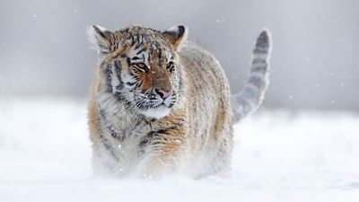 BBC confirms the return of Frozen Planet and Planet Earth