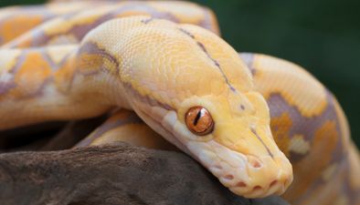 Indonesian police apologise after video emerges of them terrorising suspect with snake