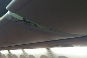 Huge scorpion spotted crawling out of overhead locker on plane