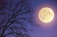 A “super snow moon” – the brightest moon of the year – will be visible in the sky this week