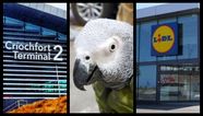 This story about Dublin Airport, a Lidl store, and an African parrot has put us in a great mood
