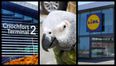 This story about Dublin Airport, a Lidl store, and an African parrot has put us in a great mood