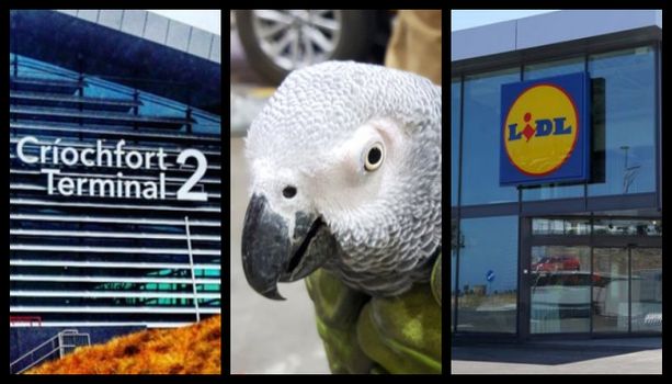 airport lidl parrot