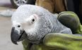 PICS: Dublin Airport has finally reunited the Slovak-speaking parrot with her owner