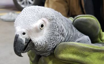 PICS: Dublin Airport has finally reunited the Slovak-speaking parrot with her owner