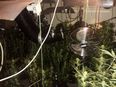Gardaí discover large cannabis growhouse in Carlow