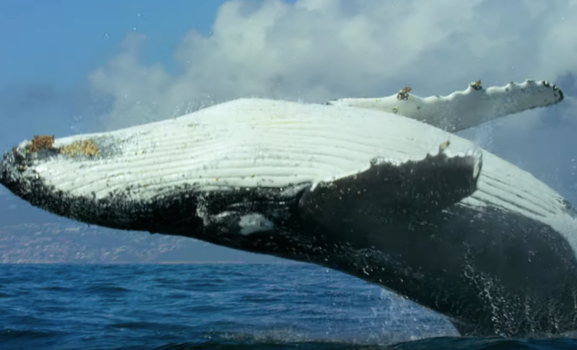 Netflix Attenborough