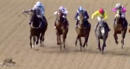 Two horny rabbits got onto the race track in Dundalk and started riding