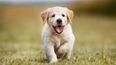 Want a puppy? The Irish Guide Dogs are looking for puppy raisers